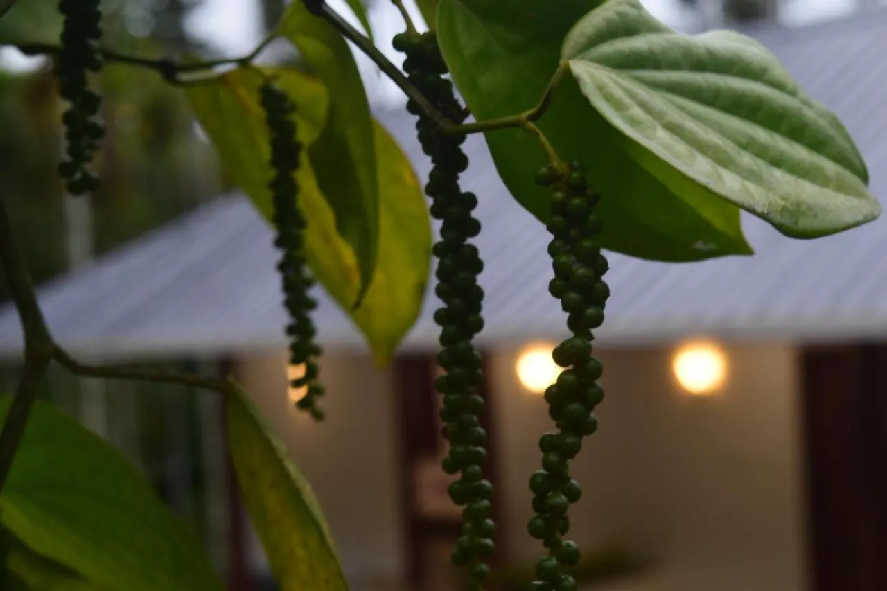 Cave Valley Wayanad Ambalavayal Guest house