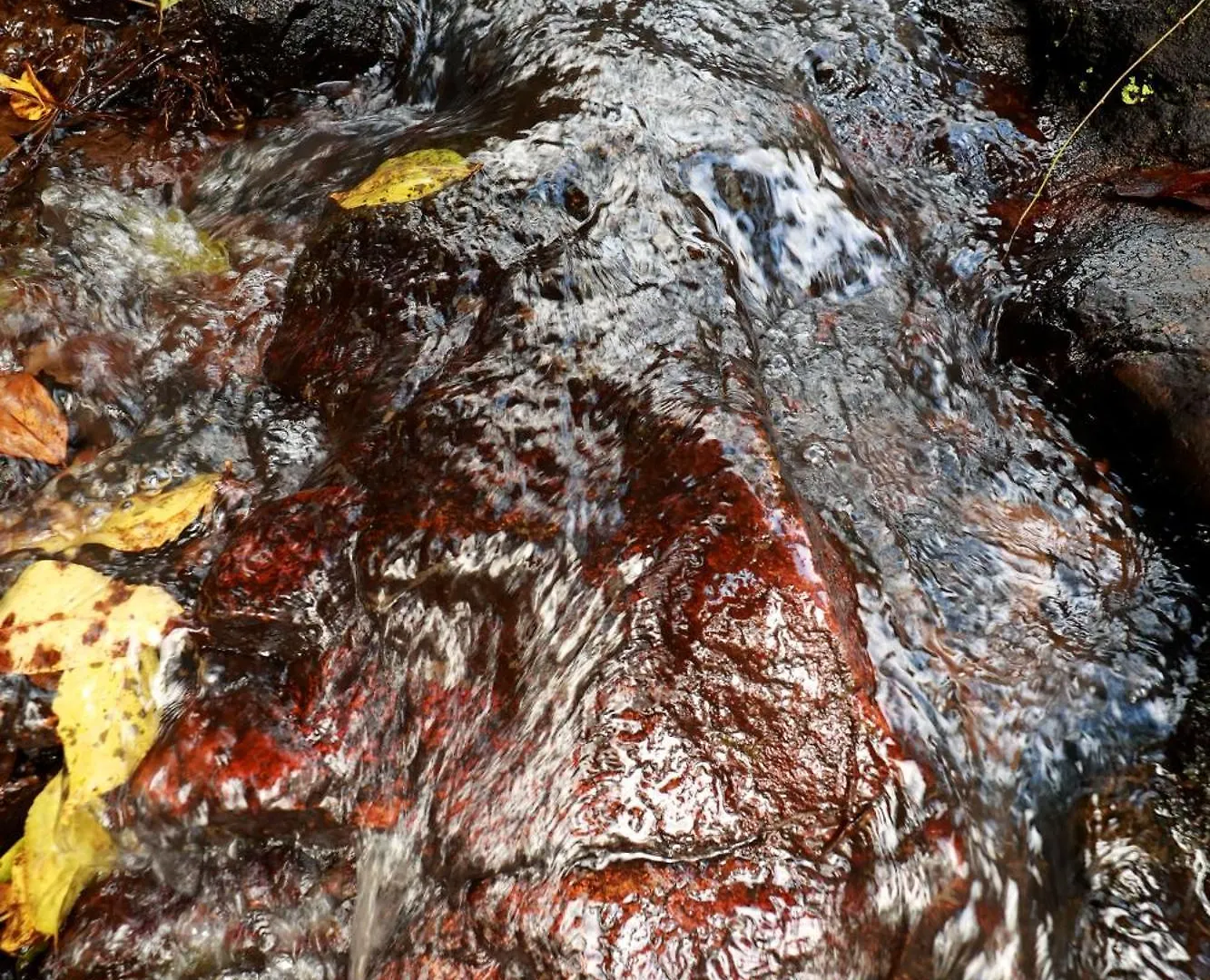 Cave Valley Wayanad Ambalavayal